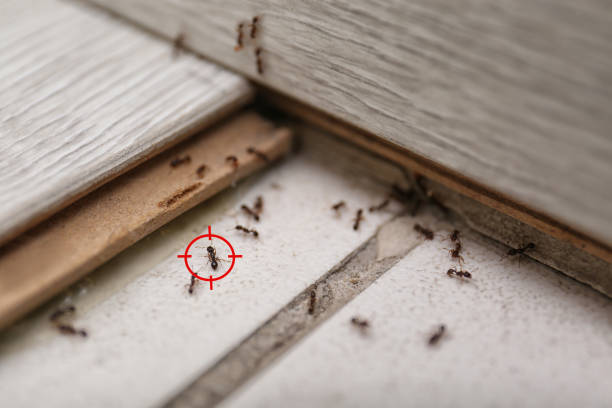 Best Bed Bug Extermination  in Park Forest, IL